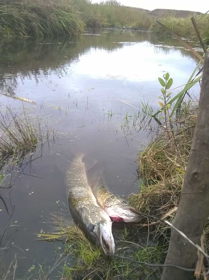 pike - My, Predator, Spinning, Spoon, Tatarstan, Fishing, A fish, Pike, Catch