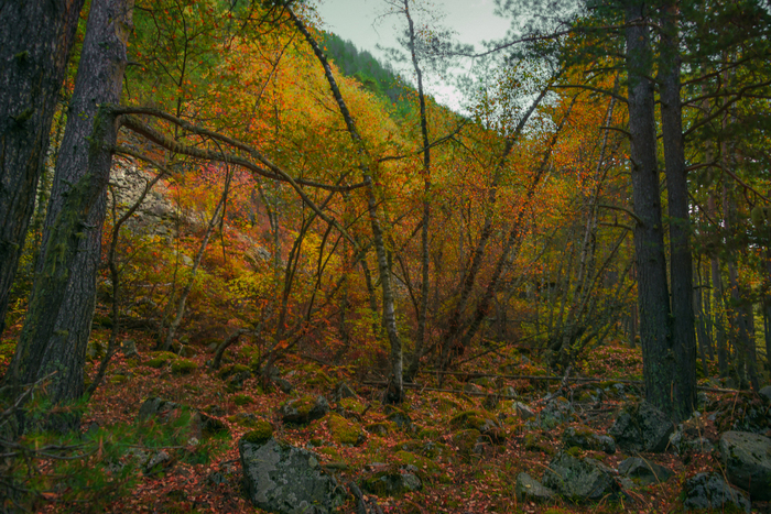 About mountain autumn - My, Autumn, The mountains, Autumn leaves, Adyr-Su Gorge