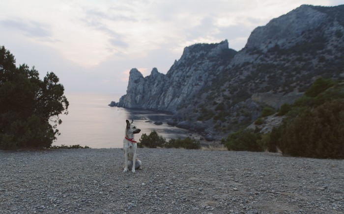 Annie and the mountains in the village of Novy Svet - My, New World, Crimea, Dog, Travel across Russia