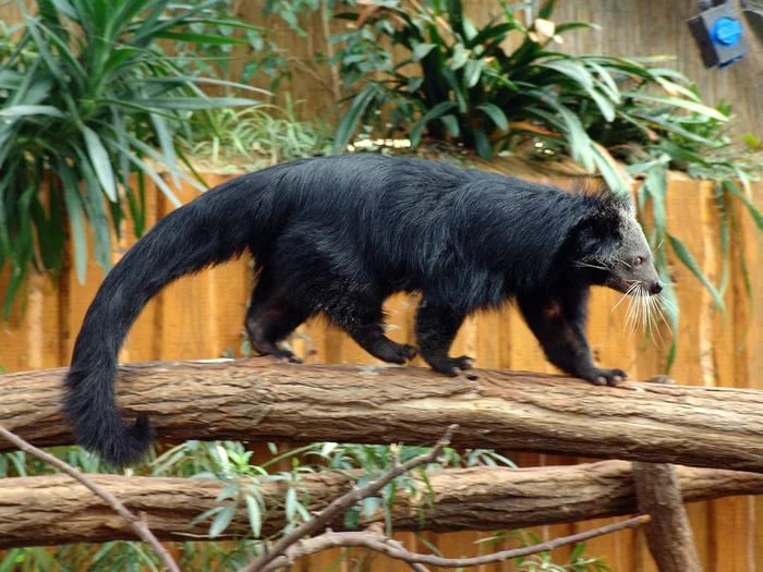 Binturong: The Bear Who Became a Cat - My, Binturong, Animals, Animal book, Humor, Nature, Wild animals, Zoology, Longpost