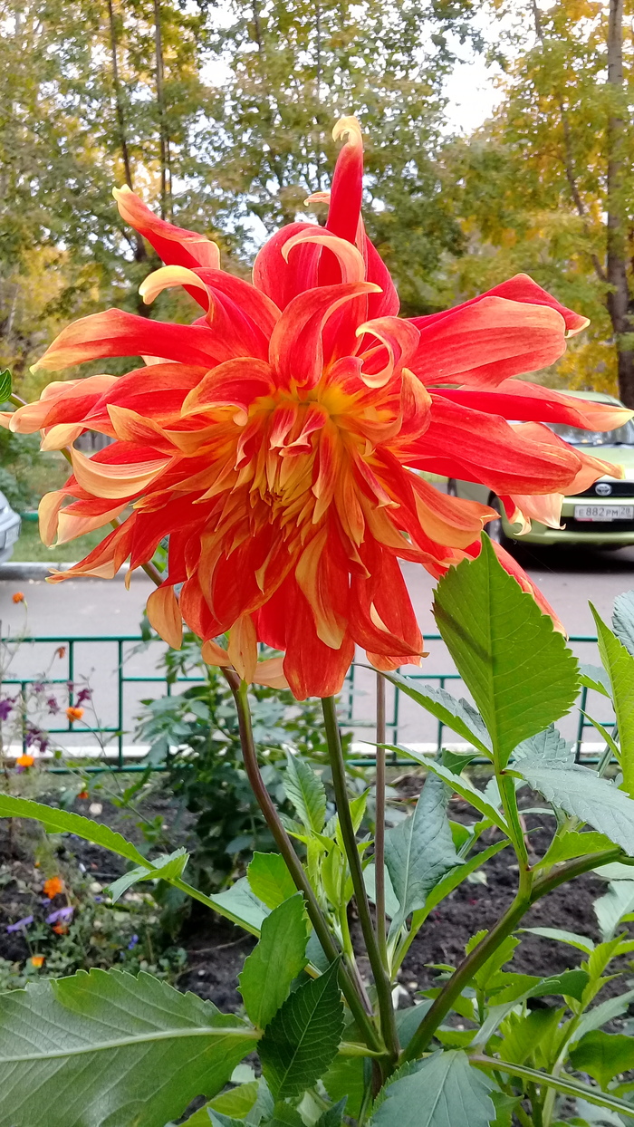 This is how I grew up today, look at me - My, Flowers, Dahlias