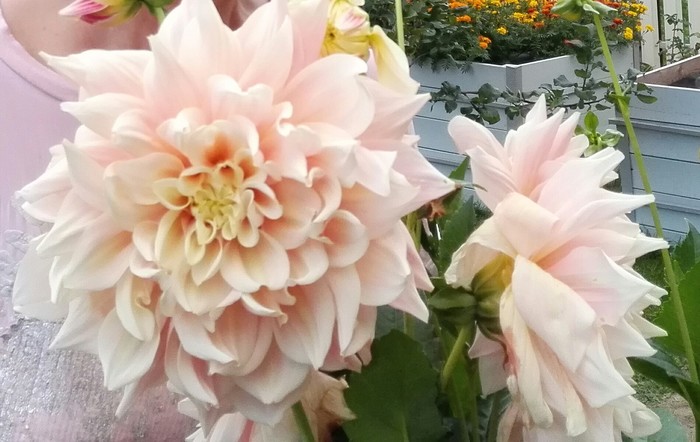 Dahlia and Rose Madame Meillant - Flowers, My, Dacha