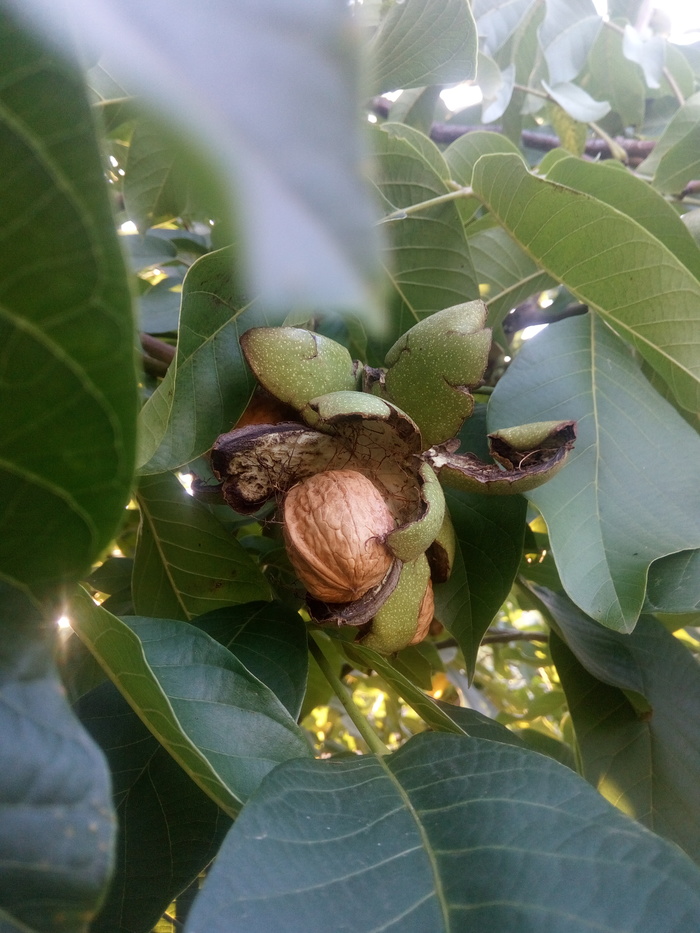 Какие орехи растут в турции фото