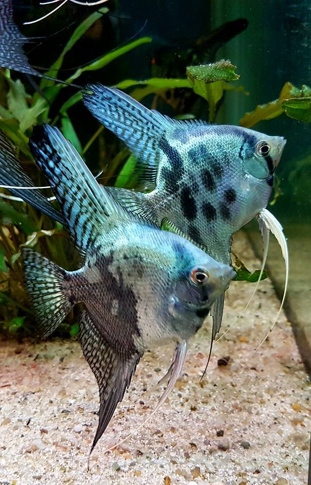 Скалярия Пиной