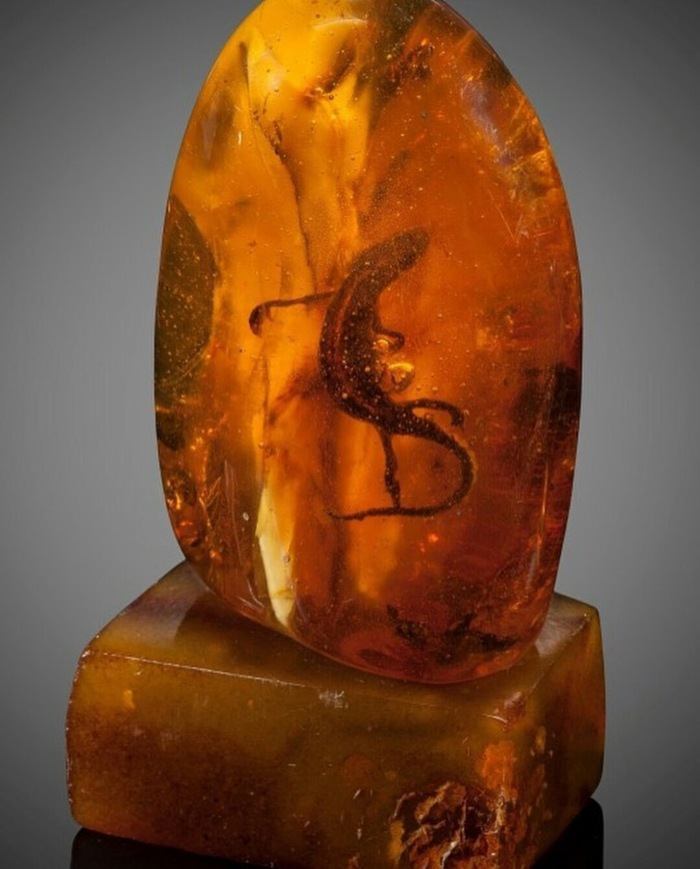 Eocene lizard in Baltic amber - Amber, Lizard, Paleontology, Copy-paste