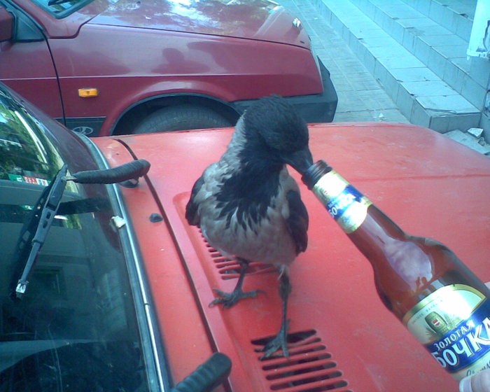 Напоил ворону