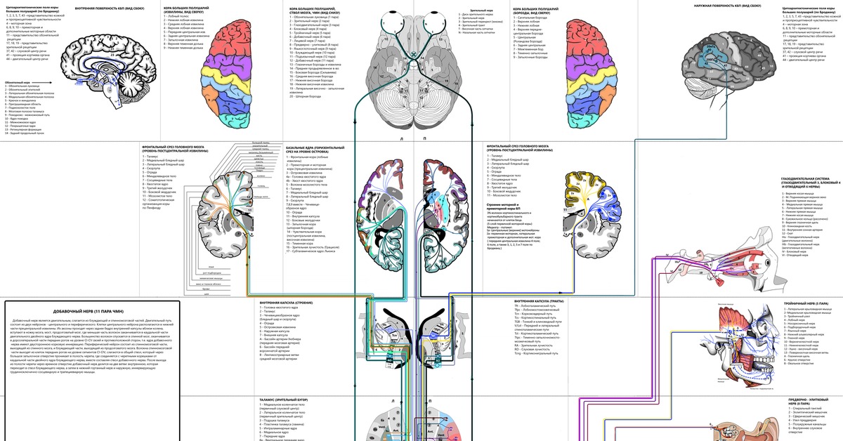 Занимательная неврология в картинках