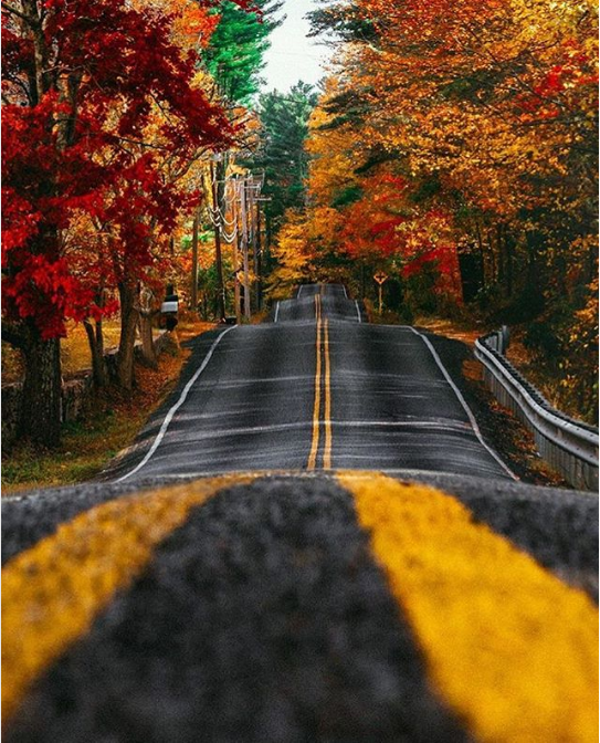 Rhode Island - beauty, Tree, USA, America, Leaves, Travels, Autumn, Road