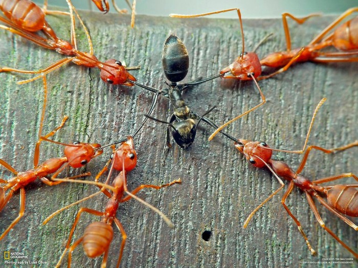 American slave ants. - The photo, Insects, Animals, Interesting, Unusual, Ants, Nature