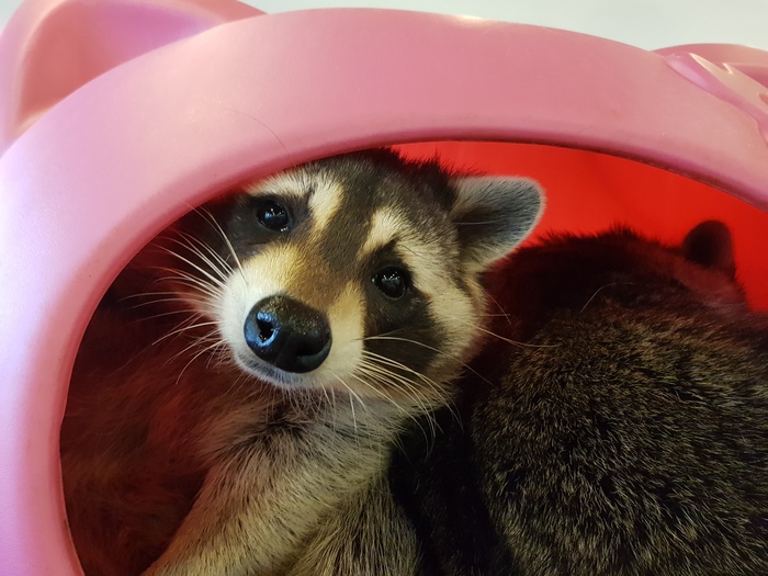 Cafe with raccoons in Korea - My, Raccoon, Longpost, First post, Cafe, South Korea