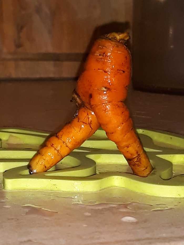 Carrots left me today - Humor, Carrot, My