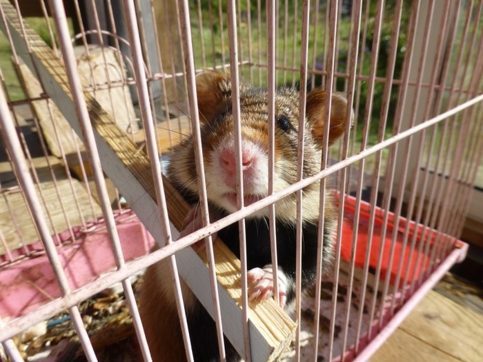 Ninth hamster - Hamster, Lawlessness, Tolyatti, Video, Longpost, Animals