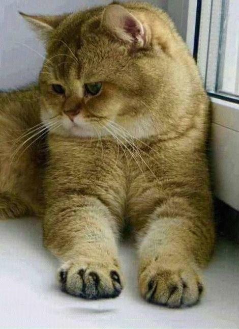 Sadness - cat, 