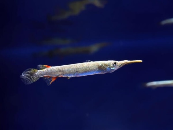 Дермогенис (Dermogenus pussilus) – малазийский полурыл