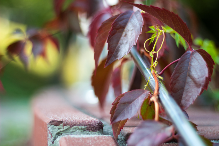 Контрасты флоры