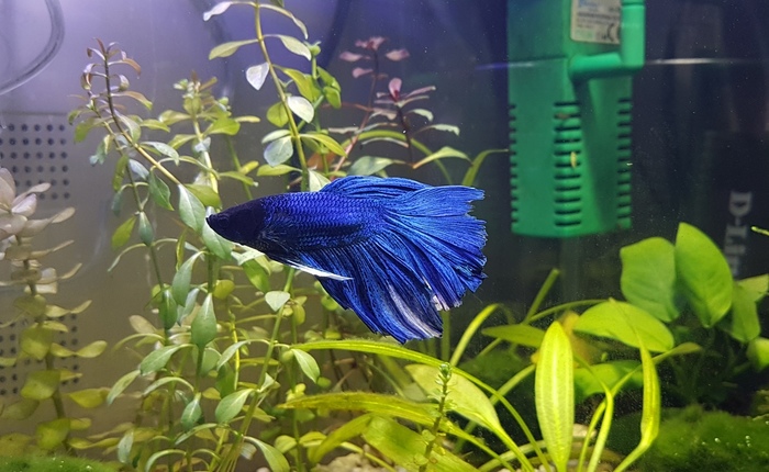 Рабочий петушок