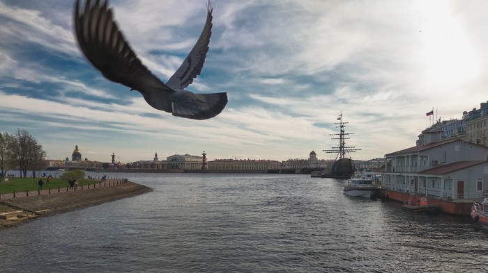 Полет голубя