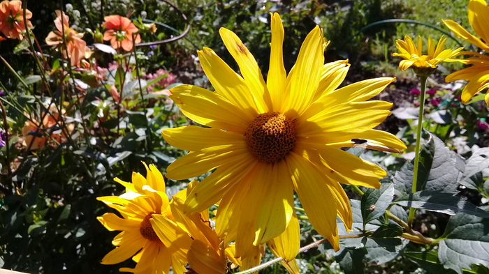 Autumn good weather! - My, Jerusalem artichoke, Autumn, The sun, Yummy