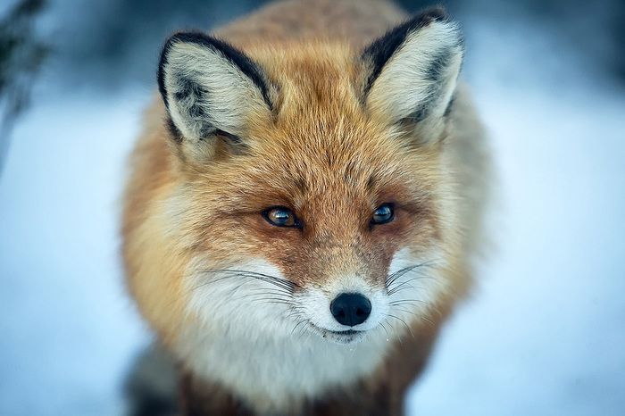 Encounters on the road - My, Kola Peninsula, Wild animals, Birds, wildlife, Taman, A fish, Longpost