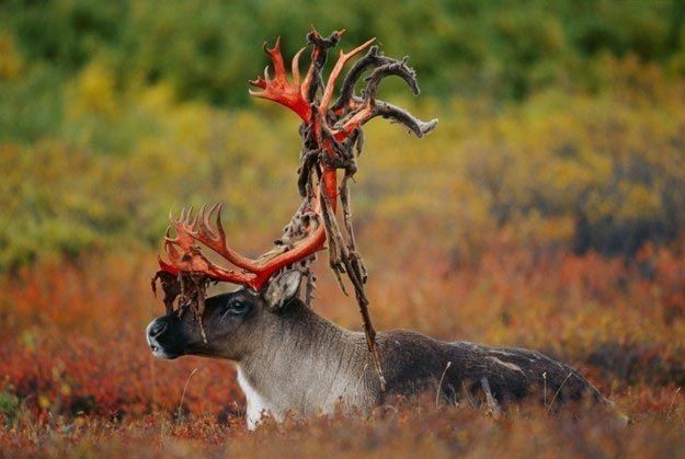 bloody horns - Reindeer, Horns