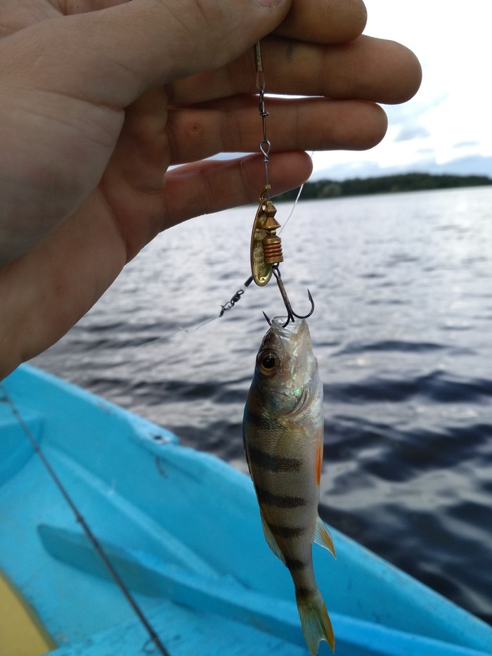 Large and formidable predator - My, Fishing, Perch