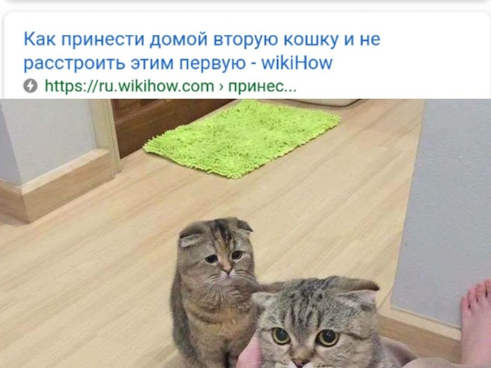 Расстройство - Моё, Кот, Котомафия