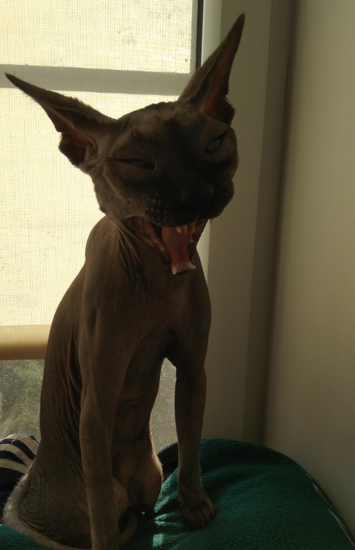 Котиный зевочек вам в ленту))