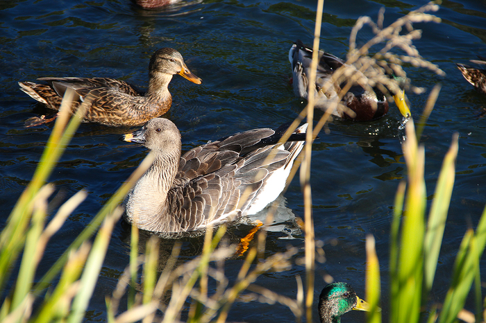 Duck, duck, goose - My, Гусь, Grey goose, Duck, The photo, Autumn, wildlife, Longpost