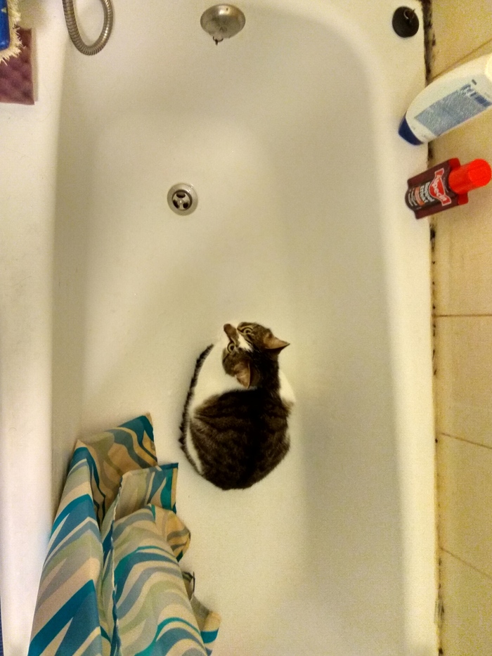 Asks for a shower. - cat, Bath, Shower, My