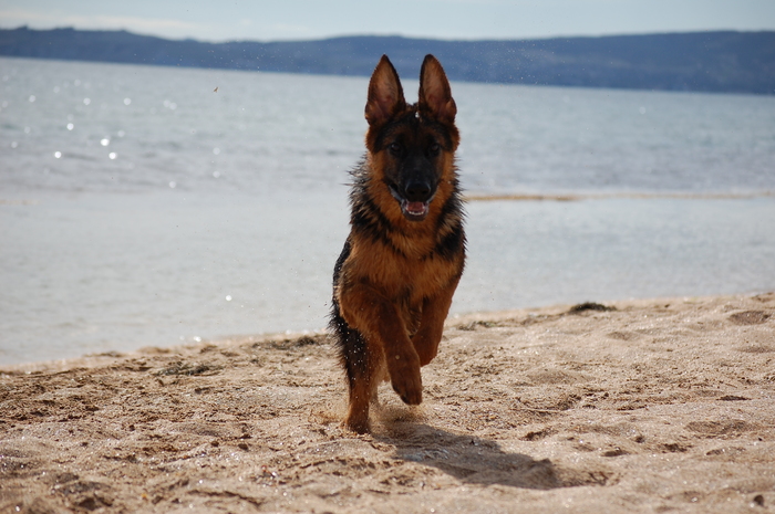 The beach season is coming to an end - My, German Shepherd, Kodo, Beach, Sea, Longpost, Dog