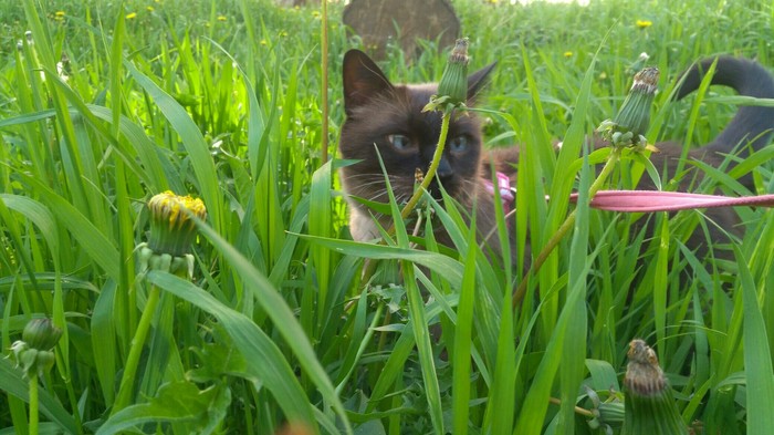 In memory of the past summer - cat, Summer, Dandelion, Grass, Walk