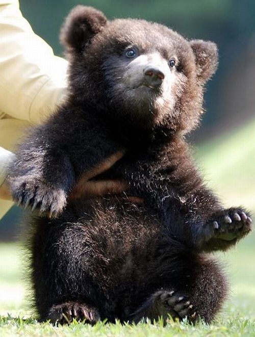 У меня для вас медвежонок, вот