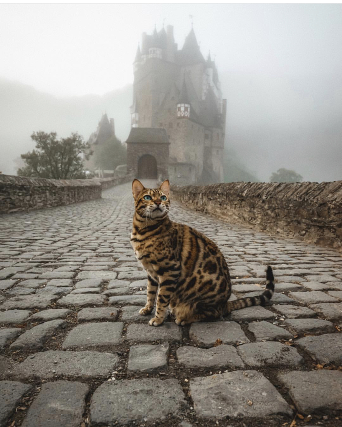 Eltz Castle, Germany - Germany, cat, beauty, Sukiicat