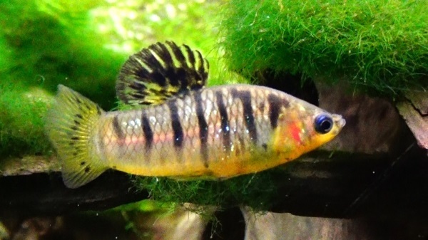 Лимия чернополосая