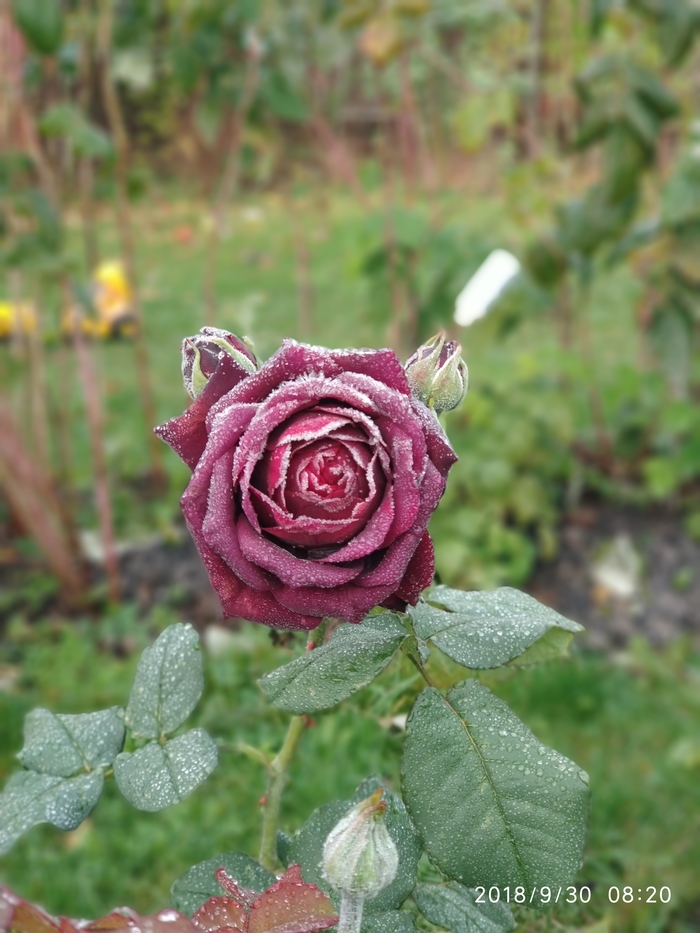 First frosts ... Moscow region ... - My, Nature, Flowers