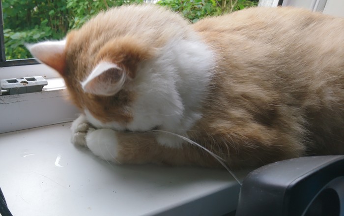 ����� ��� �������