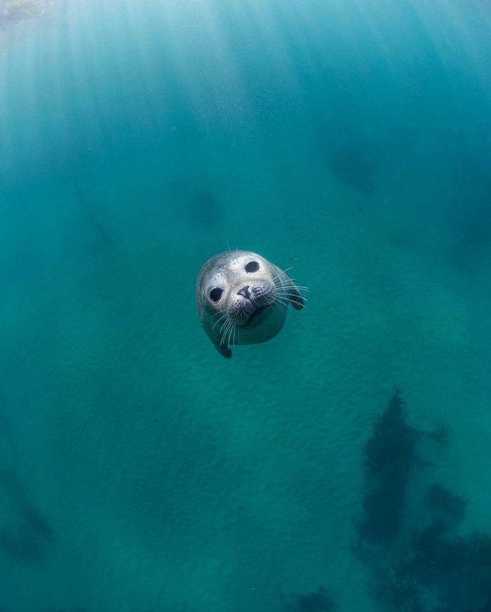 Sea bun - Seal, Fur seal