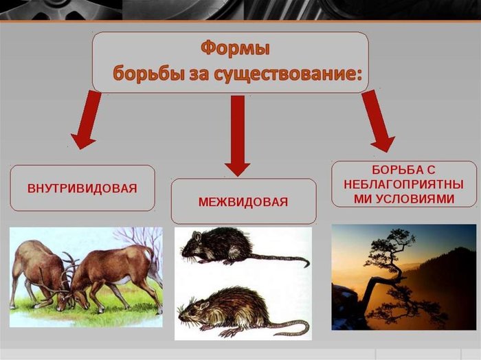 Symbiosis - Alexander Markov, Symbiosis, Biology, Nauchpop, Evolution, Longpost