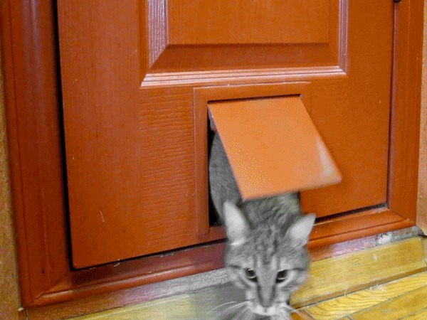 Как сделать дверь для кошки в двери своими руками?