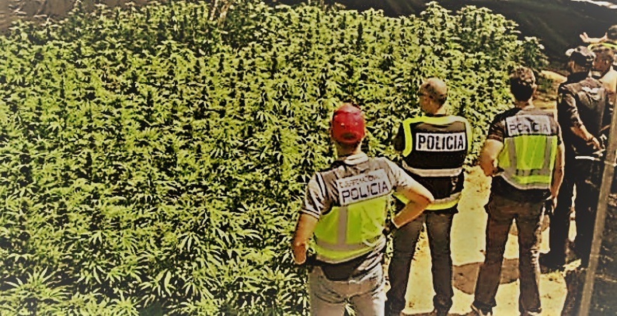 легальная марихуана испания