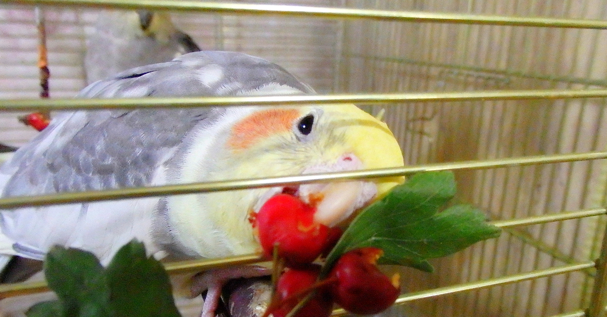 Можно ли попугаям клубнику. Попугай корелла ест фрукты. Корелла овощи и фрукты. Фрукты для попугаев кореллы. Попугай с клубникой.