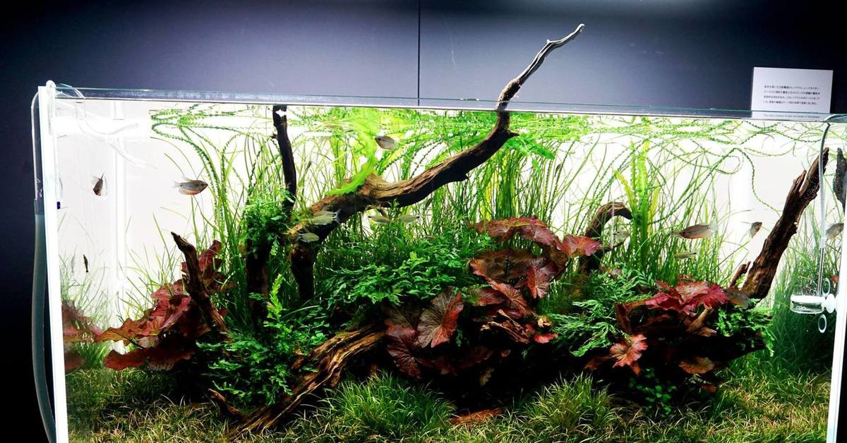 аквариум акваскейп голландский. травник аквариум акваскейп. голландский аквариум травник. травник аквариум 25л. кринум в акваскейпе.