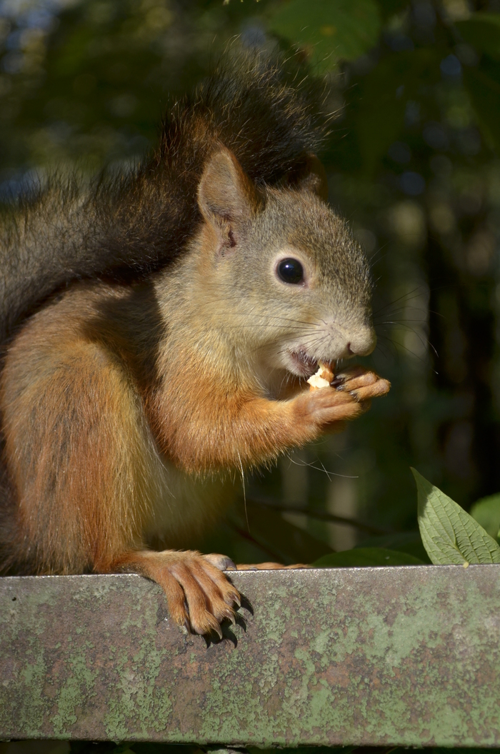 Squirrel - My, Nikon d5100, Nikon, 18-55 kit, Beginning photographer, Squirrel