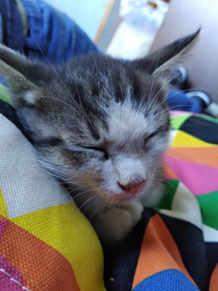 The kitten is looking for a home. - Longpost, Homeless animals, Podolsk, Chekhov, Moscow region, No rating, In good hands, cat, My