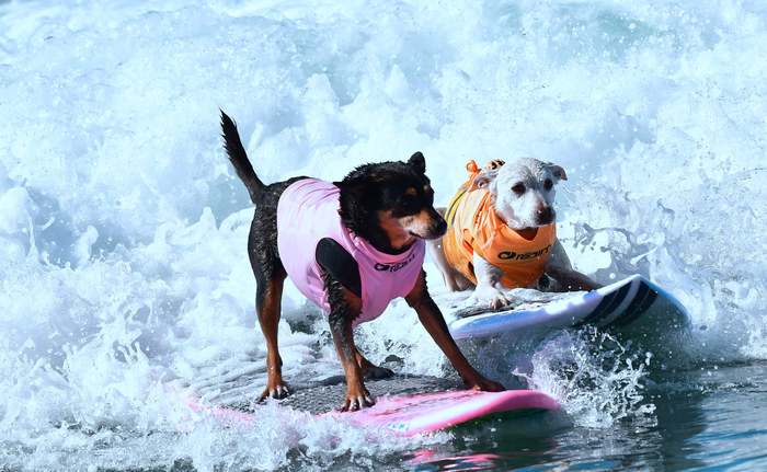     Surf City surf Dog, , , , , , 