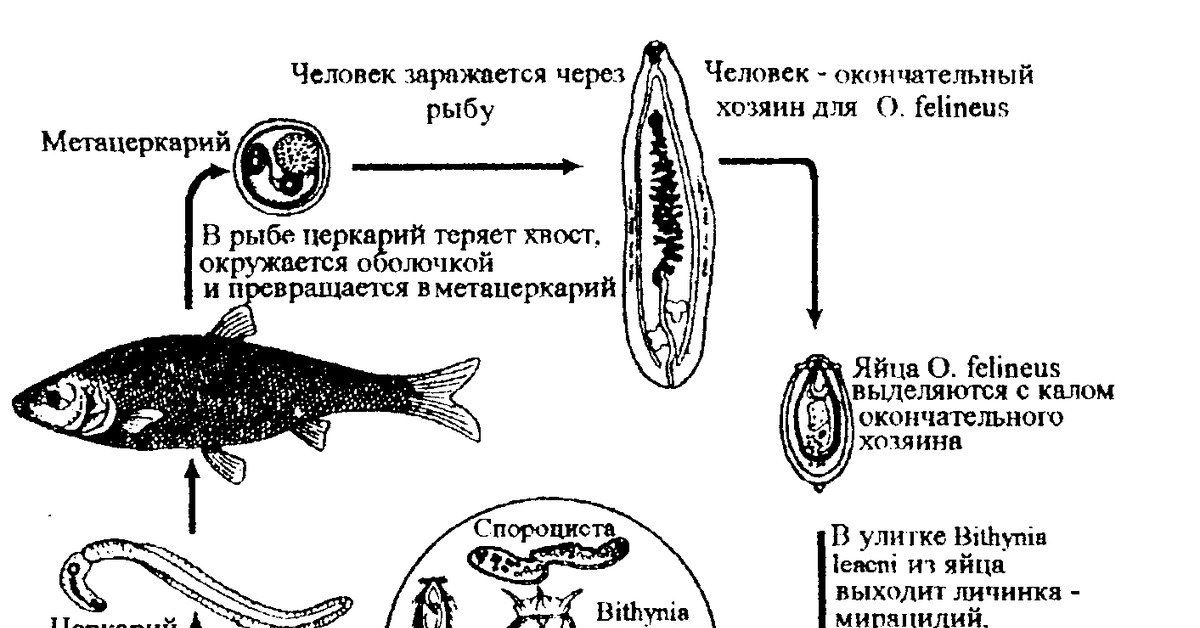 Можно ли считать человека окончательным хозяином малярийного. Стадии жизненного цикла Opisthorchis felineus. Кошачья двуустка жизненный цикл. Описторхоз схема цикла развития. Кошачийсосалшик жизненный цикл.