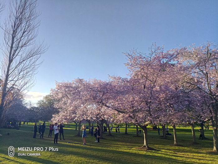 sunset sakura - My, Sakura, The photo, Flowers, New Zealand, Longpost