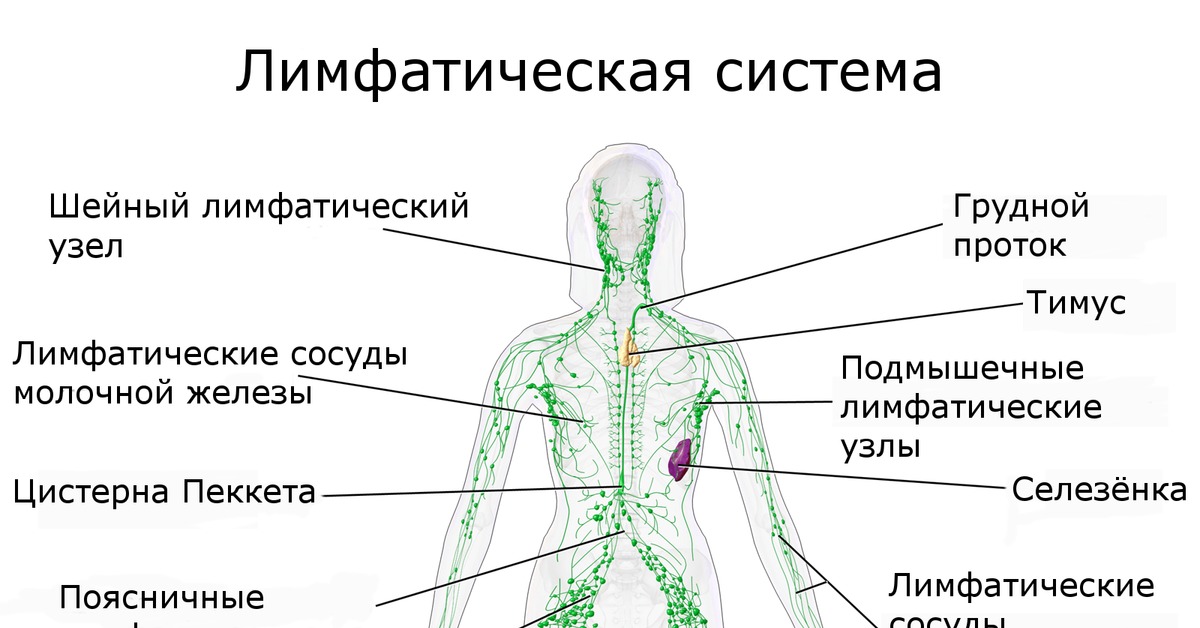 Лимфоузлы цвет. Функции лимфатической системы анатомия. Лимфатическая система человека анатомия движение лимфы. Строение лимфатической системы человека схема. Схема строения лимфоидной системы человека.