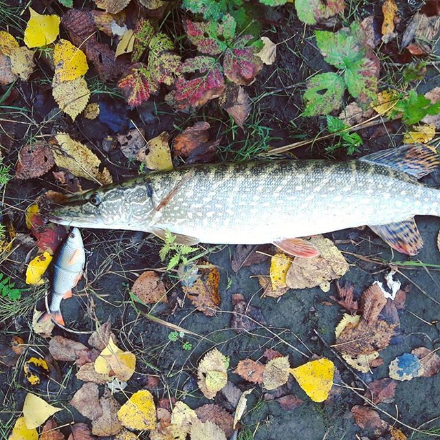 First day of vacation - My, Whiteriverufa, Bashkortostan, , Swimbait, Roach, Pike, Autumn