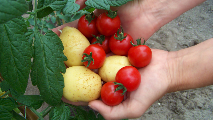 tomato - Tomatoes, Potato, Crossbreeding, Selection, Longpost